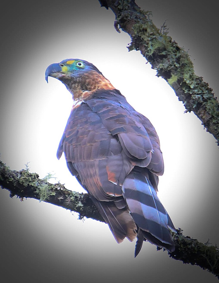 hákozobec neotropický - ML644467780