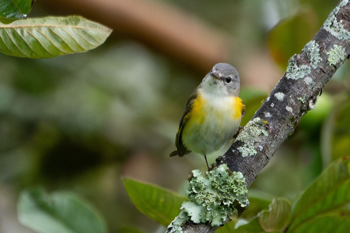 Paruline flamboyante - ML644467781