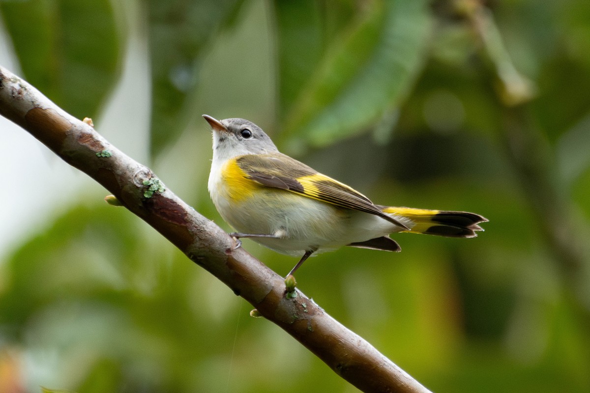 Paruline flamboyante - ML644467782