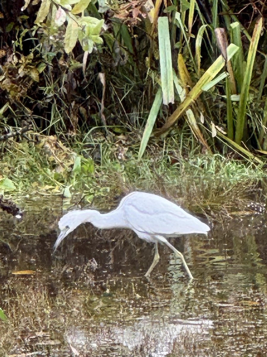 Little Blue Heron - ML644467784
