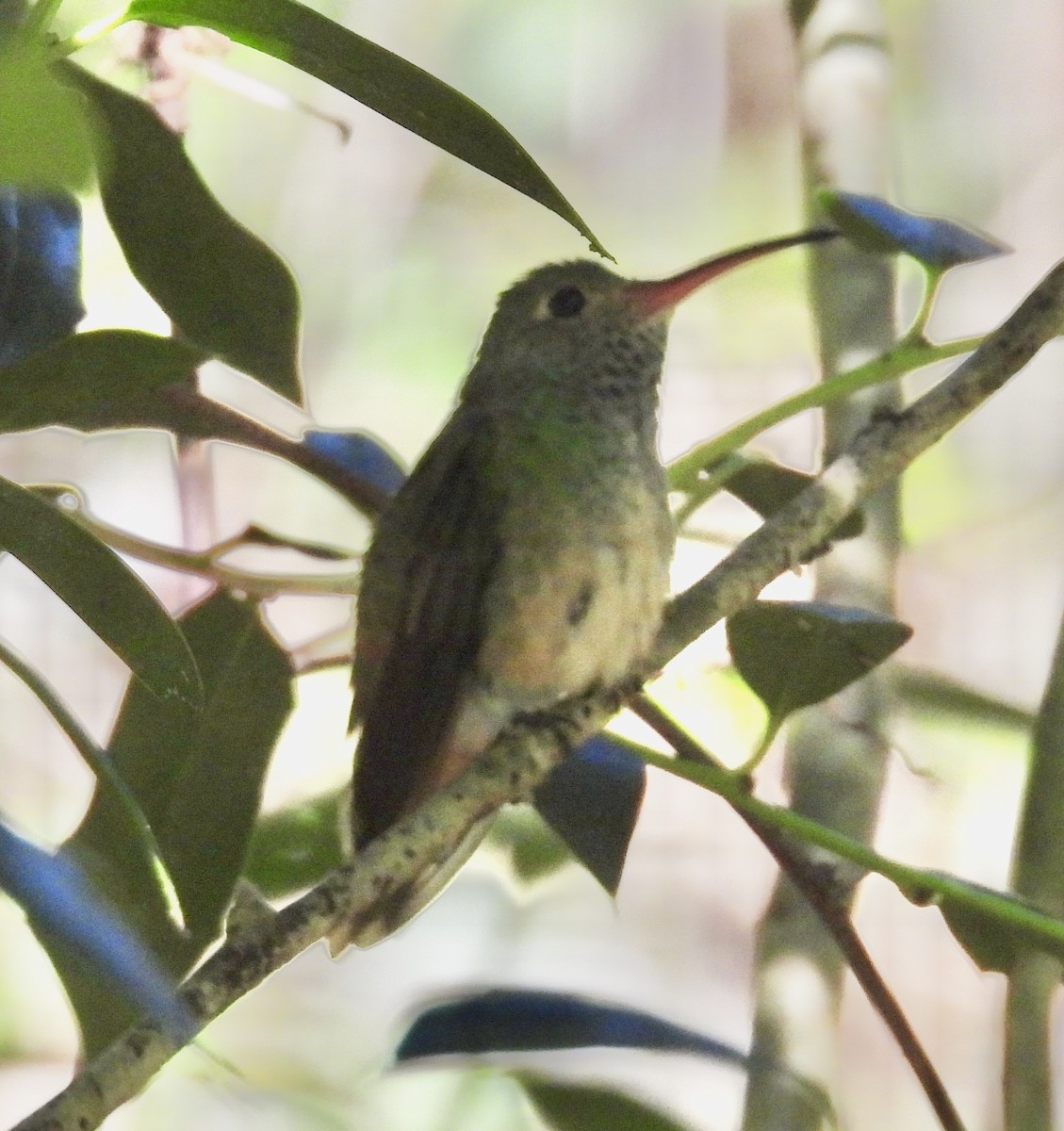 yucatánkolibri - ML644467787