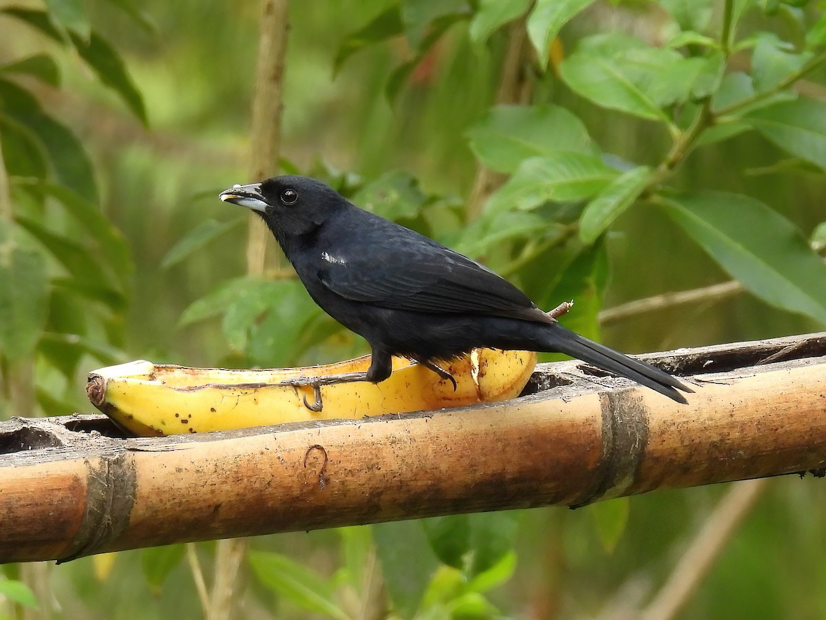 クロフウキンチョウ - ML644467803