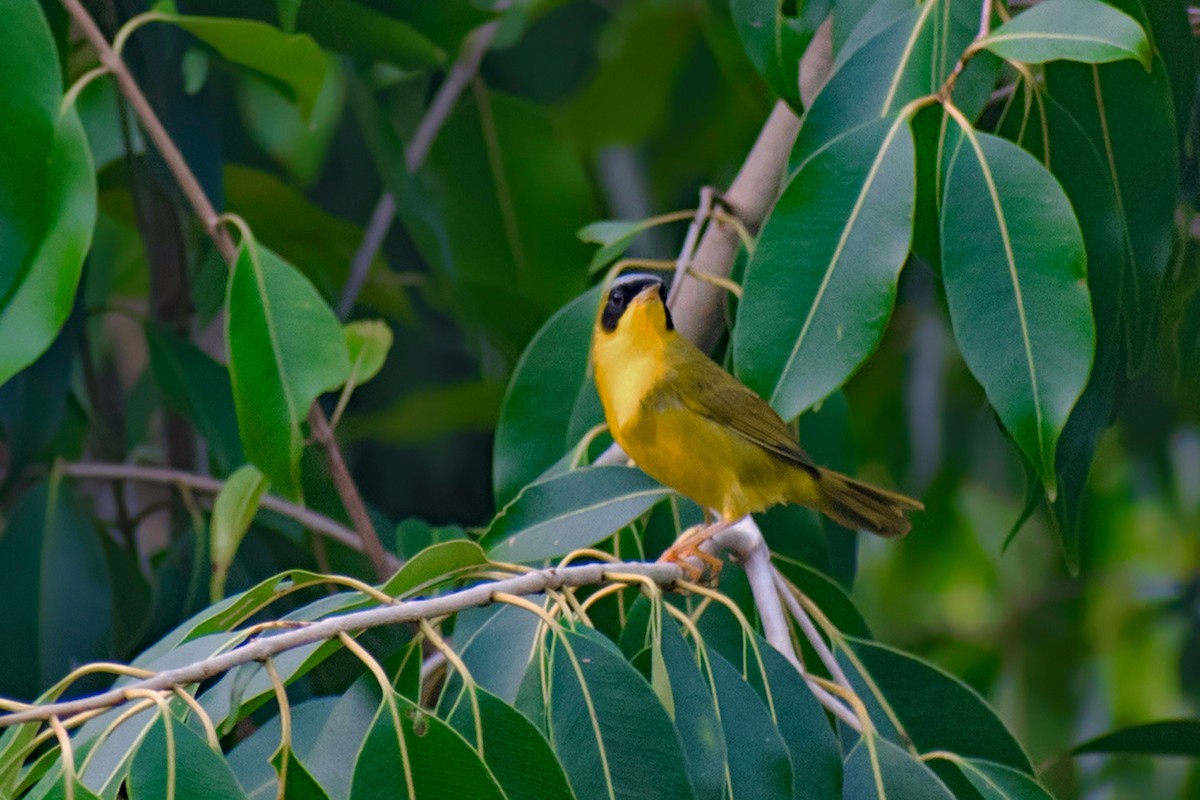 Masked Yellowthroat - ML644467805