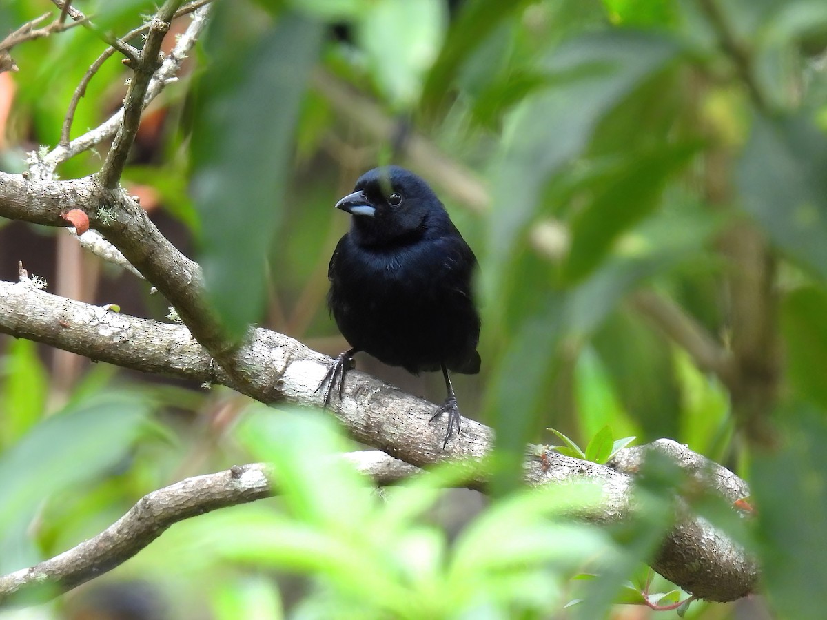 クロフウキンチョウ - ML644467806