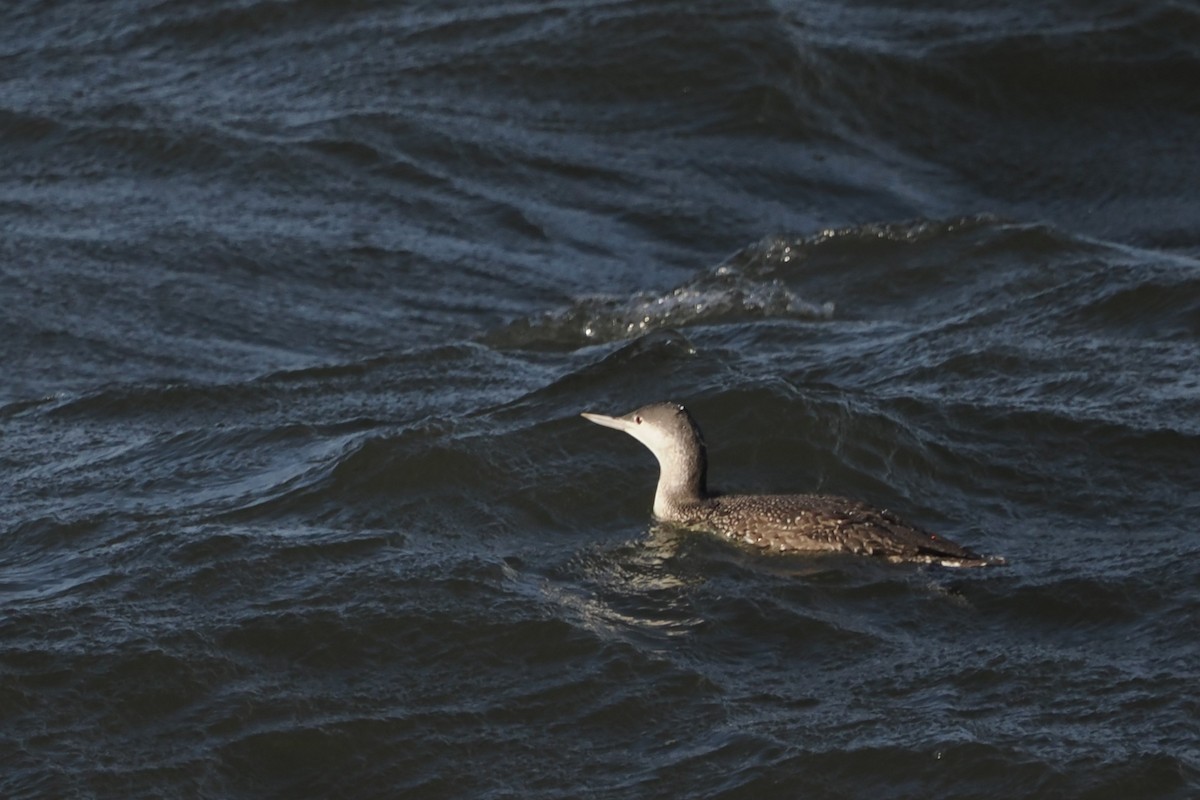 צוללן אדום-גרון - ML644467812