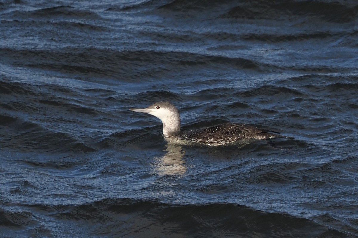צוללן אדום-גרון - ML644467813