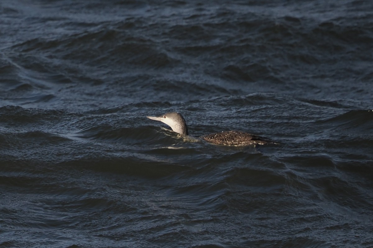 צוללן אדום-גרון - ML644467814