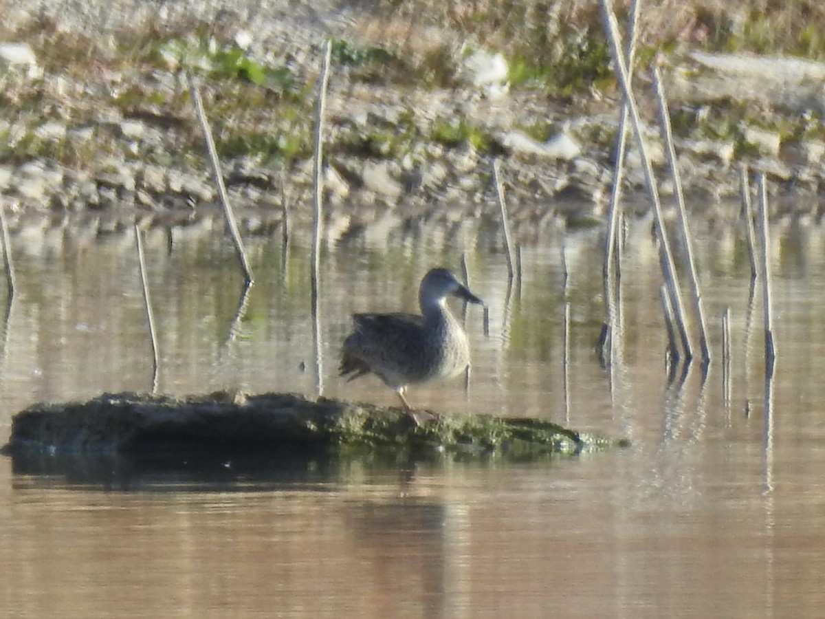 שרשיר כחול-כנף - ML644467818