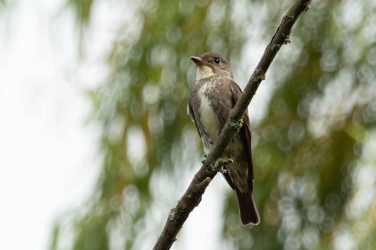 Olive-sided Flycatcher - ML644467825