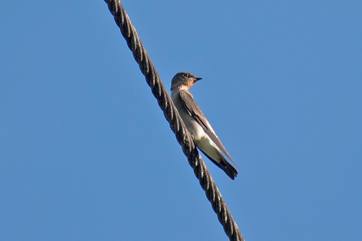 Southern Rough-winged Swallow - ML644467827