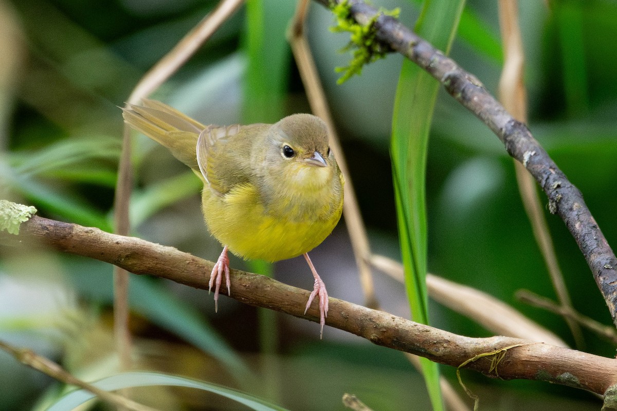 Mourning Warbler - ML644467831