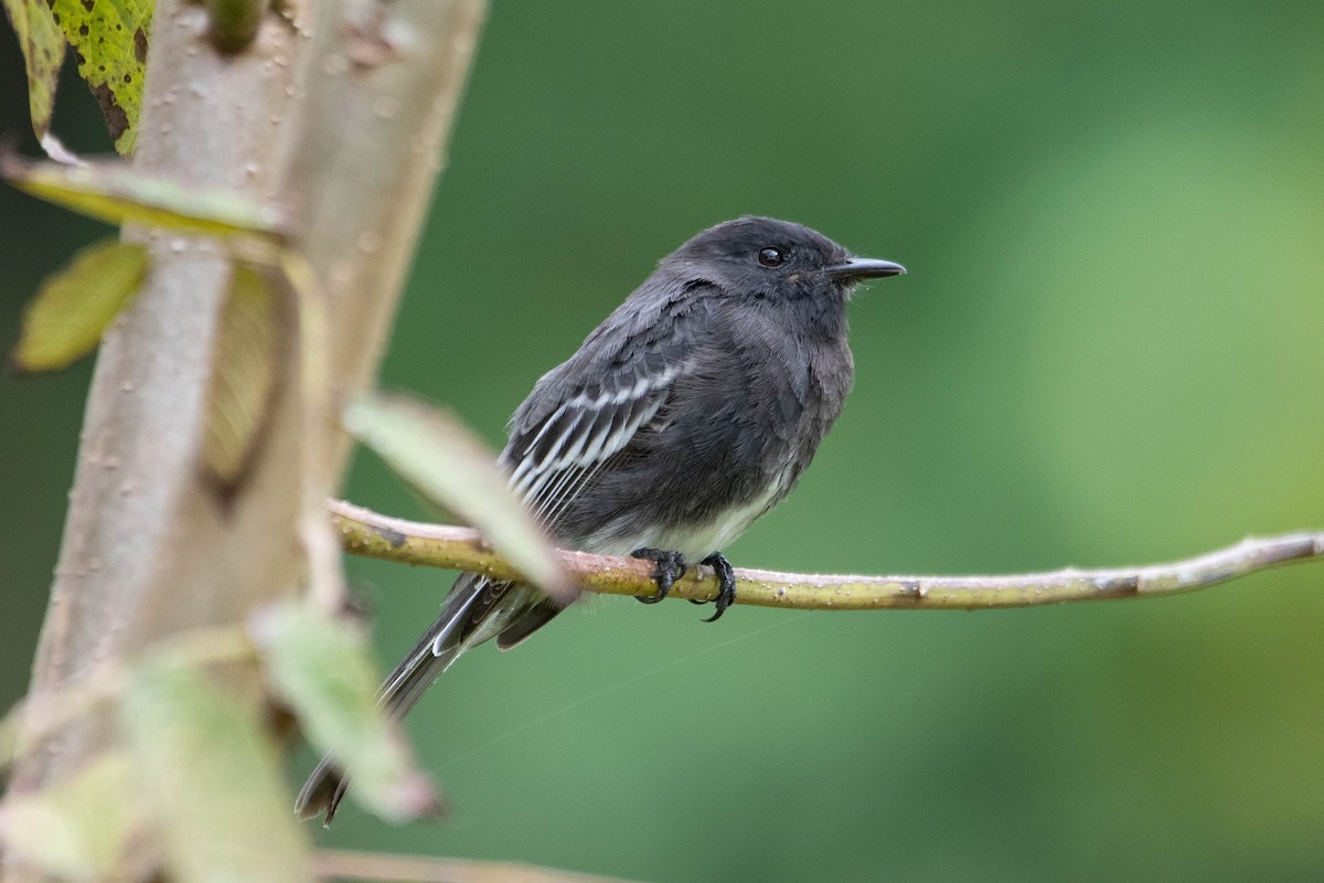Black Phoebe (White-winged) - ML644467835