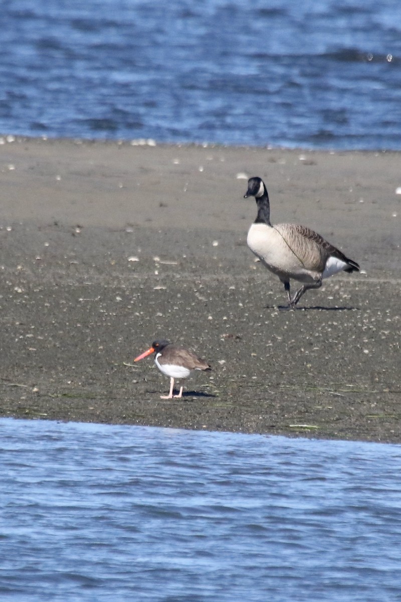 Ostrero Pío Americano - ML644467845