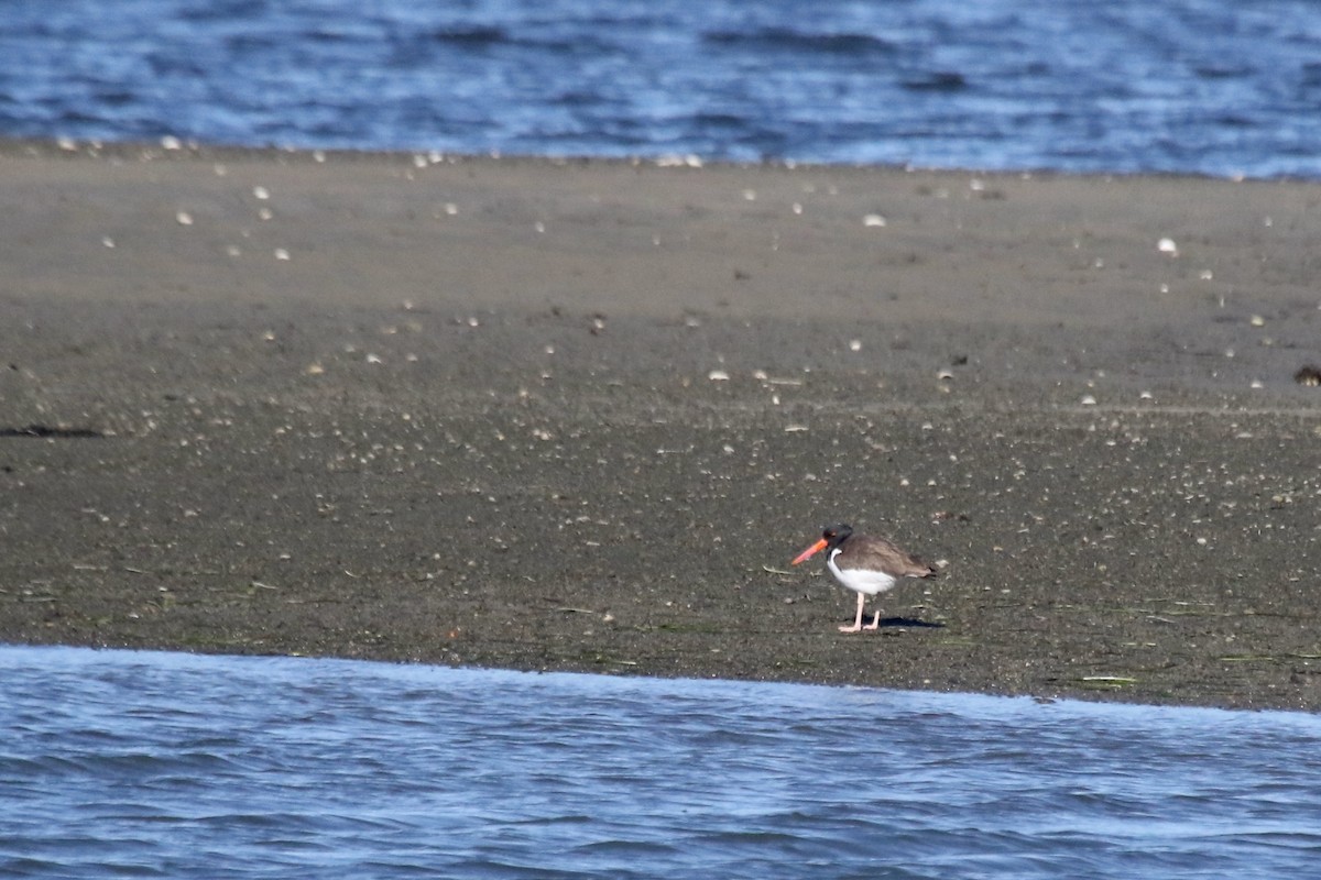 Ostrero Pío Americano - ML644467846