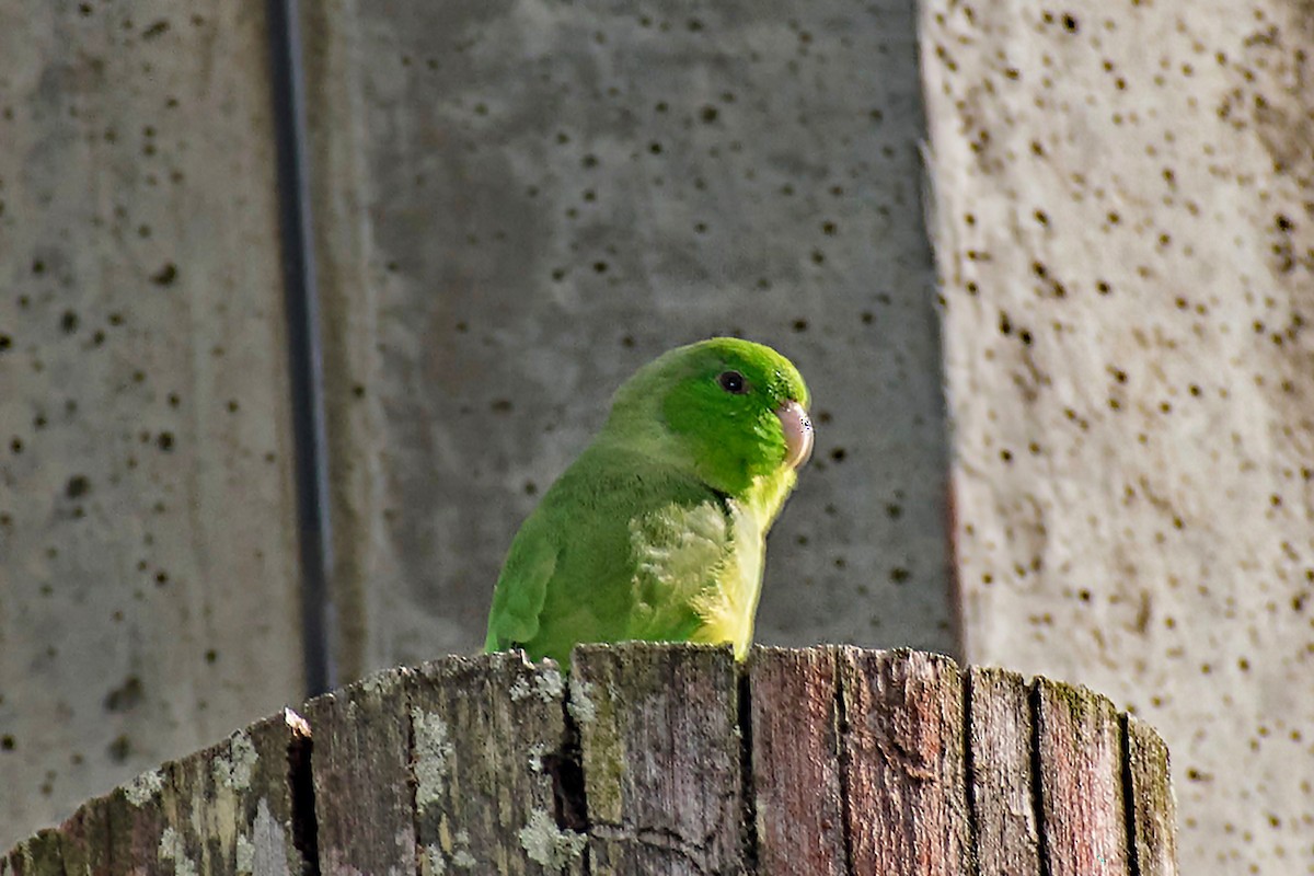 Green-rumped Parrotlet - ML644467852
