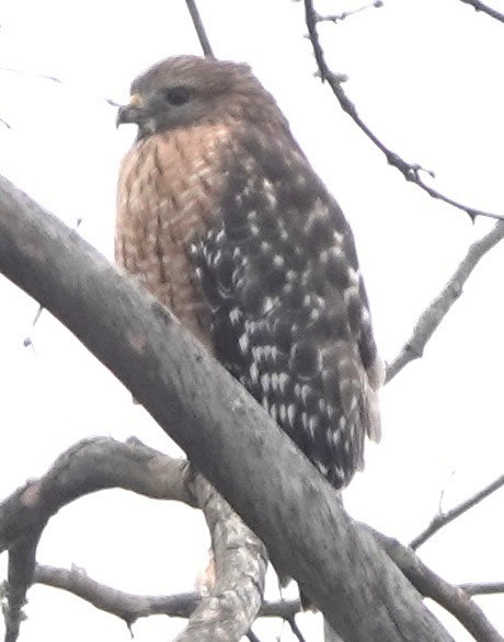 Red-shouldered Hawk - ML644467859
