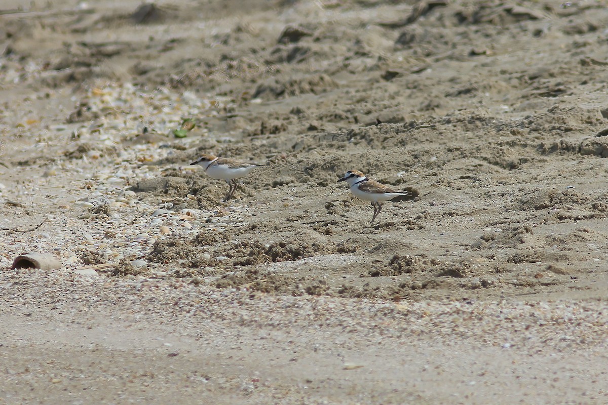 Malaysian Plover - ML644467864