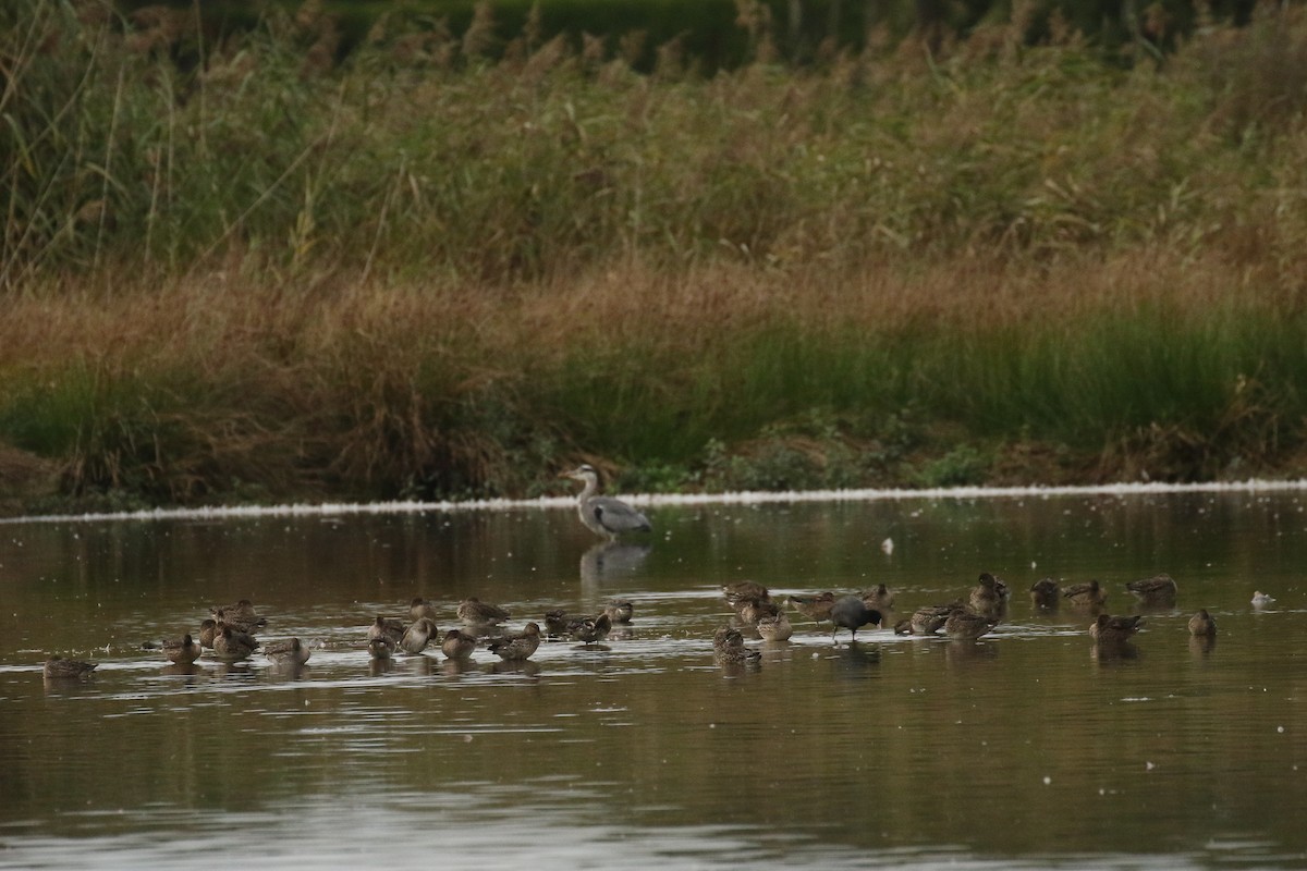 Нерозень - ML644467871