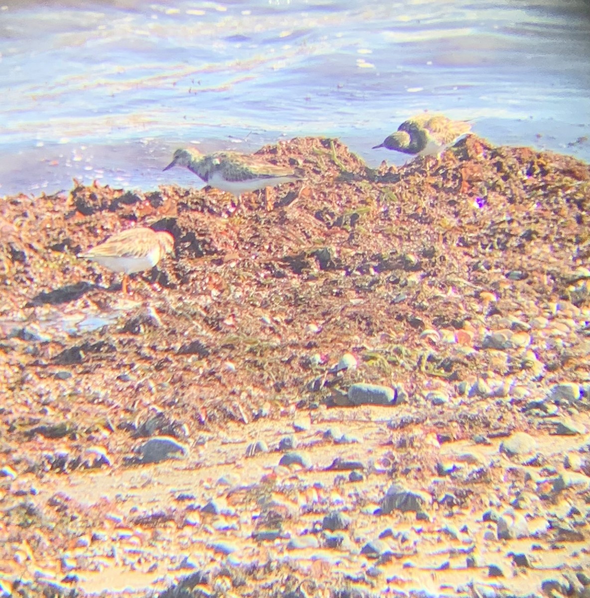 kamenáček pestrý - ML644467876