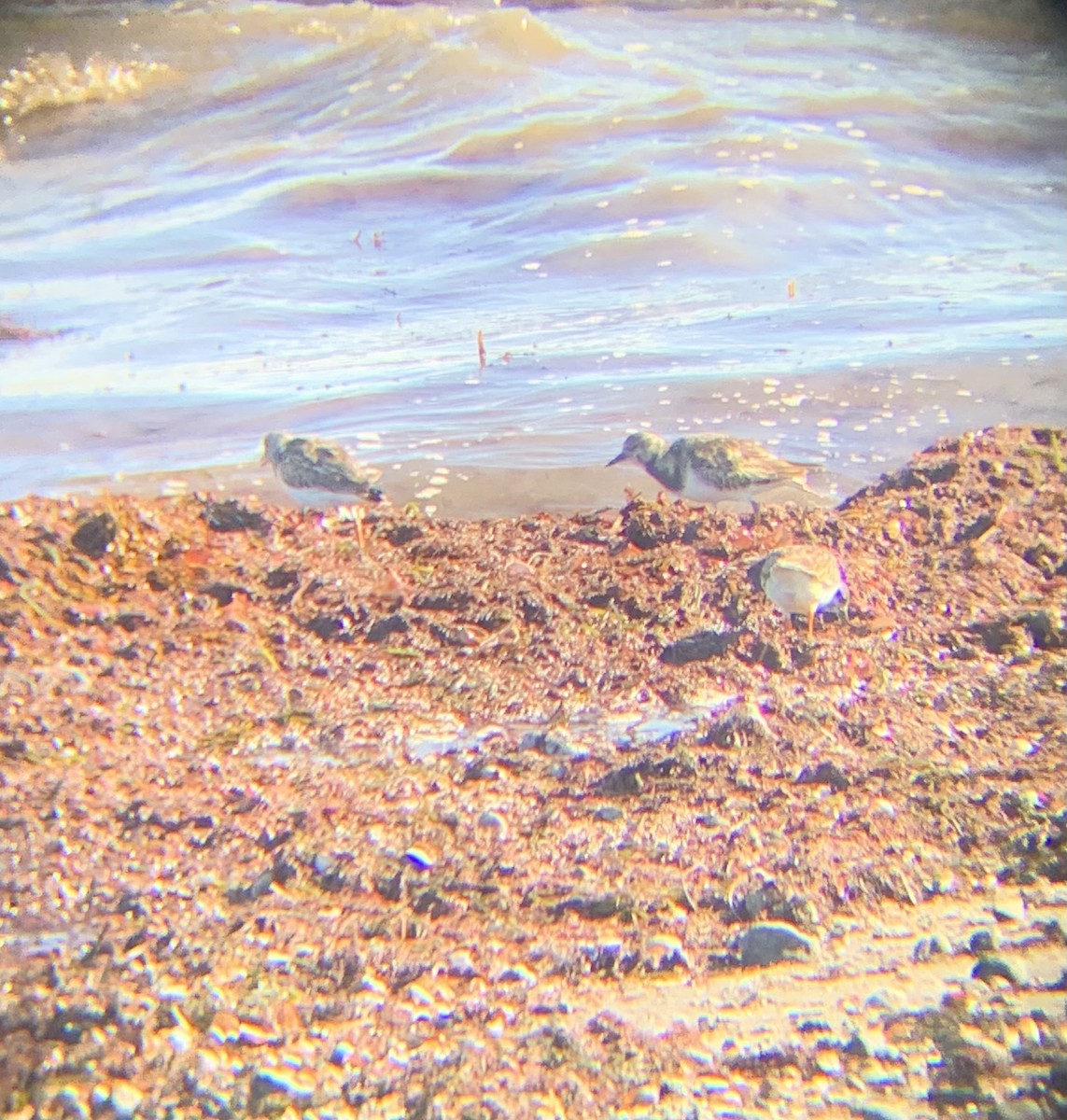 kamenáček pestrý - ML644467877