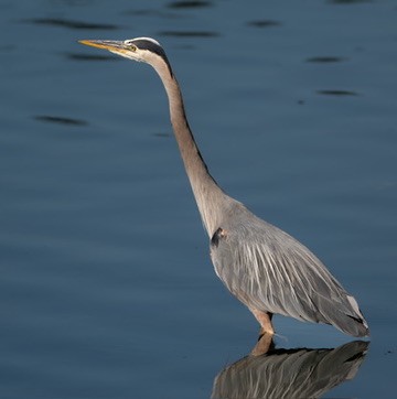 Great Blue Heron - ML644467894