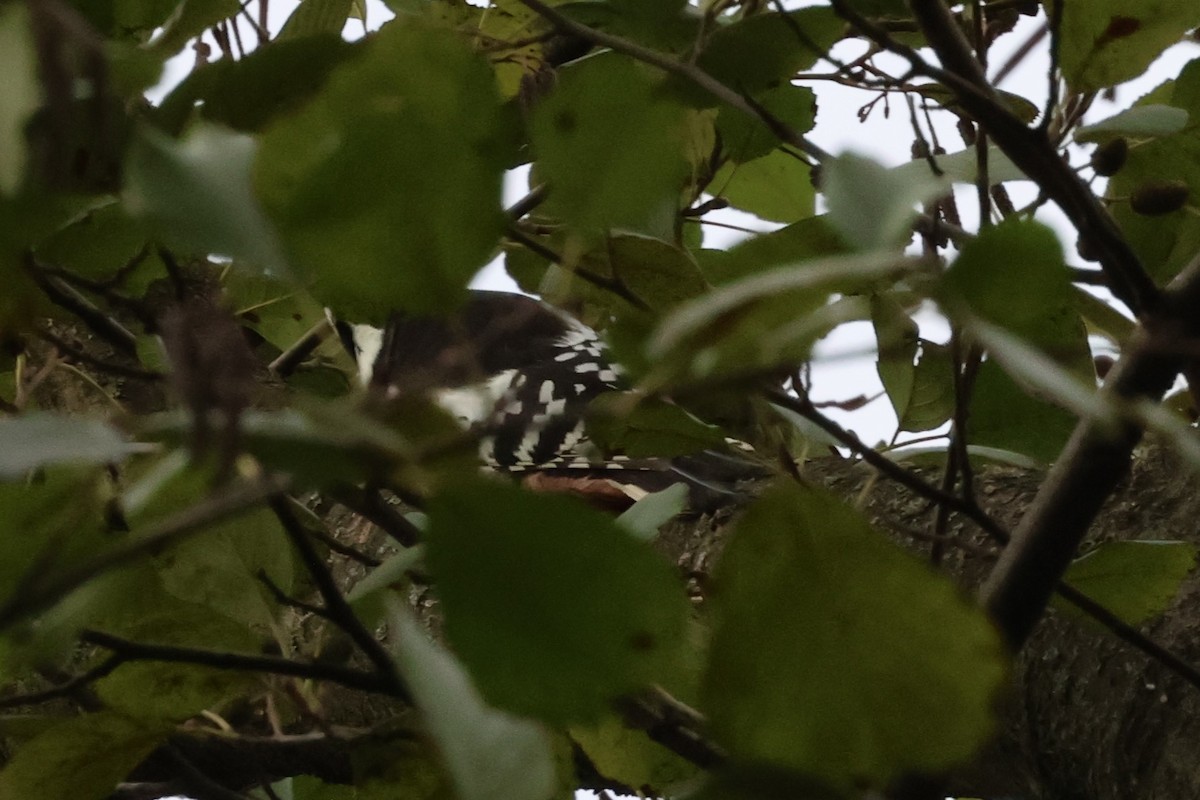 Middle Spotted Woodpecker - ML644467898