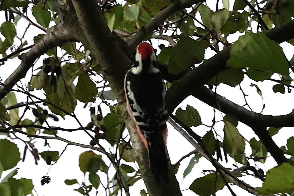 Middle Spotted Woodpecker - ML644467899