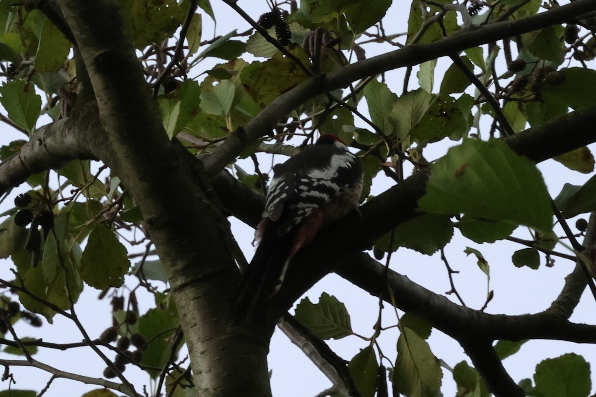 Middle Spotted Woodpecker - ML644467900