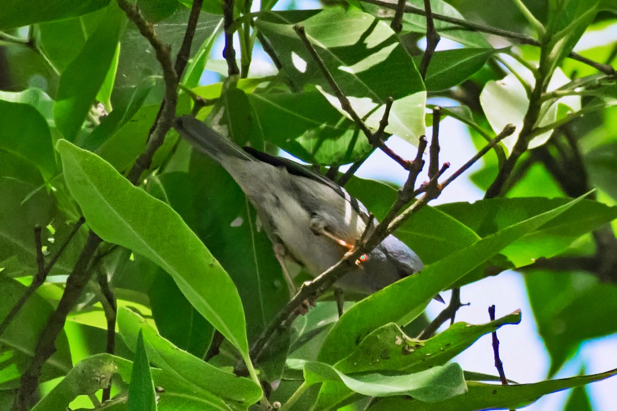 Bicolored Conebill - ML644467903