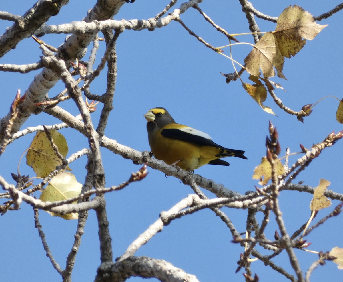 キビタイシメ - ML644467904