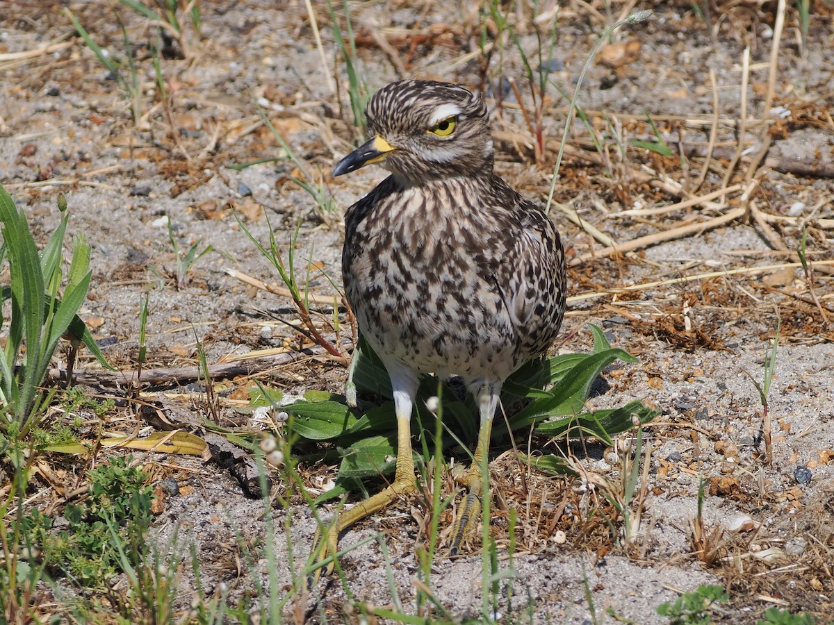Spotted Thick-knee - ML644467913
