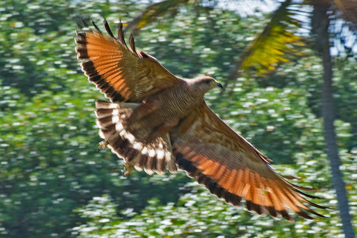 Buse roussâtre - ML644467919