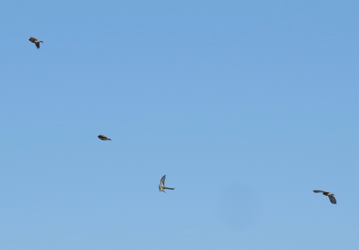 Подорожник чорногрудий - ML644467920