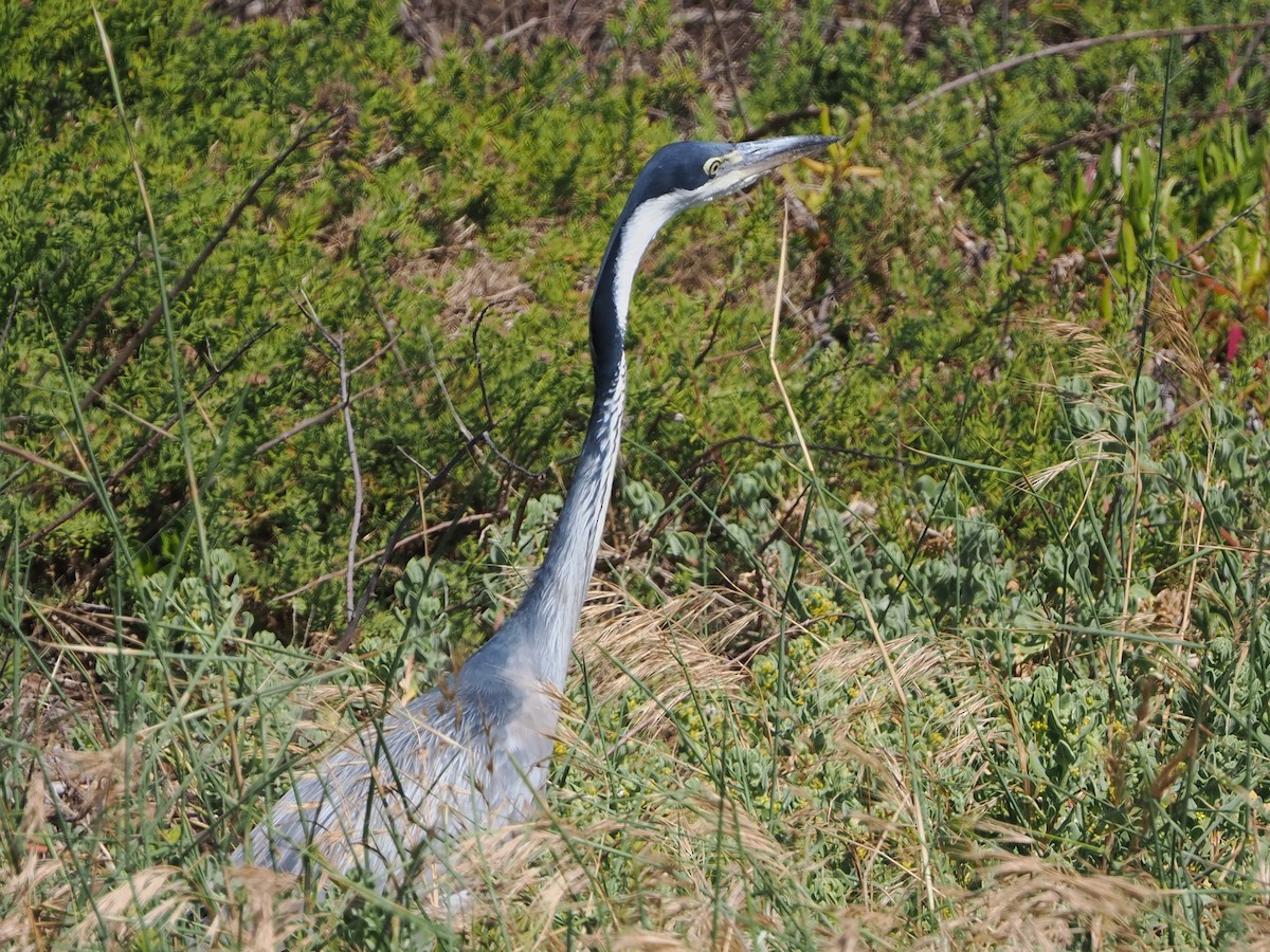 Black-headed Heron - ML644467925