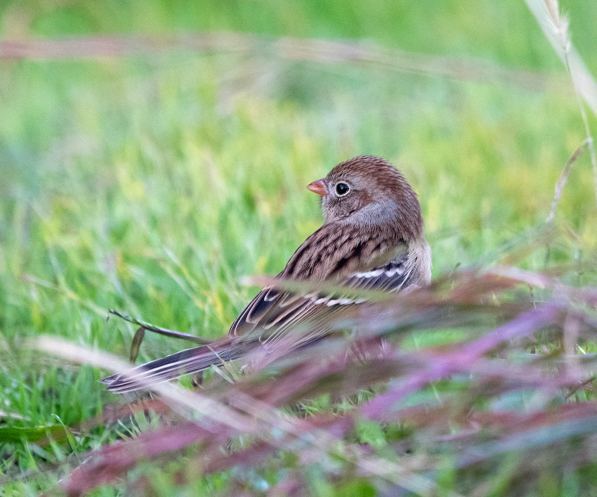 Field Sparrow - ML644467941