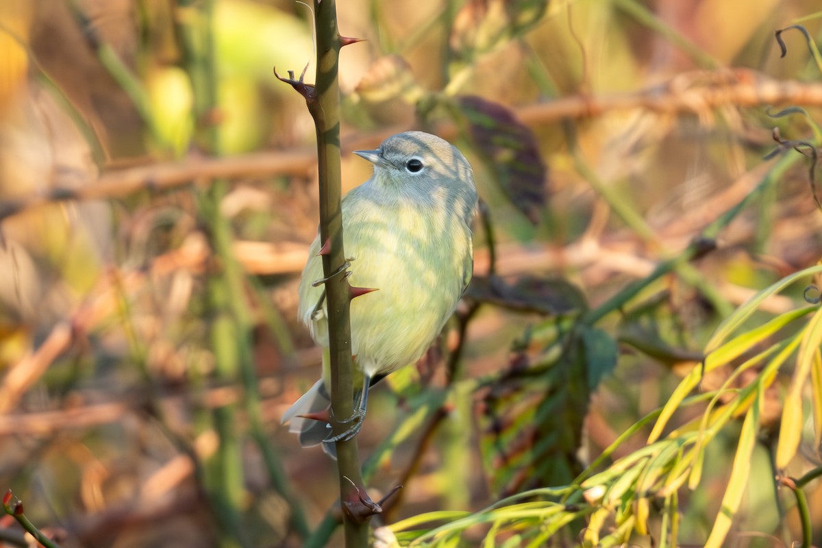 サメズアカアメリカムシクイ - ML644467942