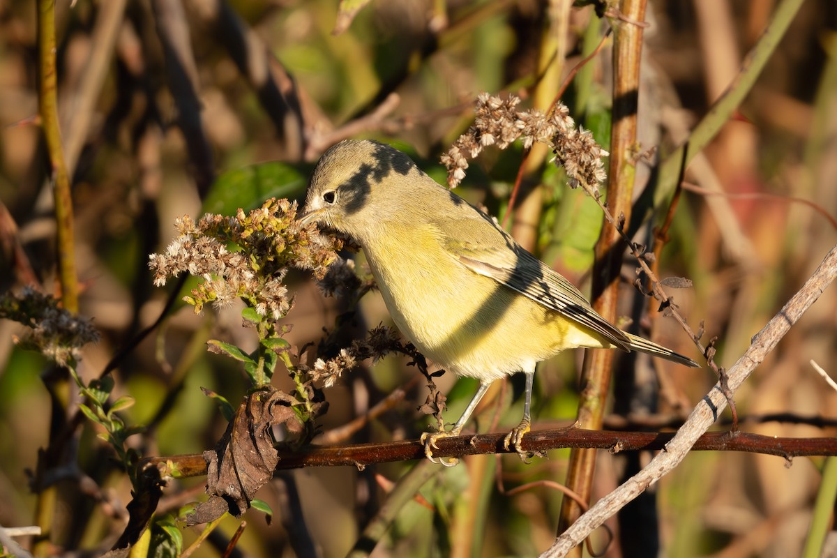 サメズアカアメリカムシクイ - ML644467944