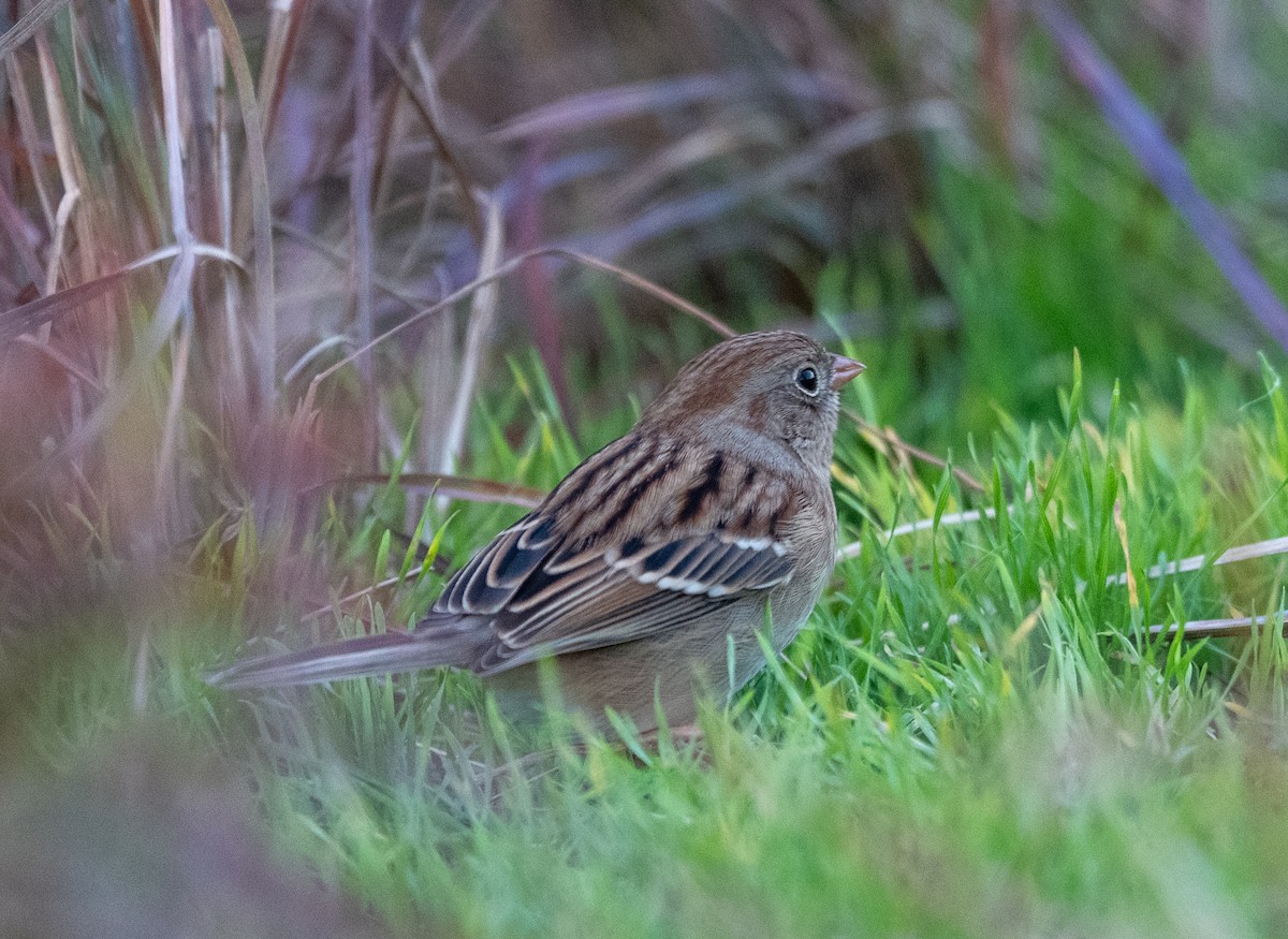 Field Sparrow - ML644467945