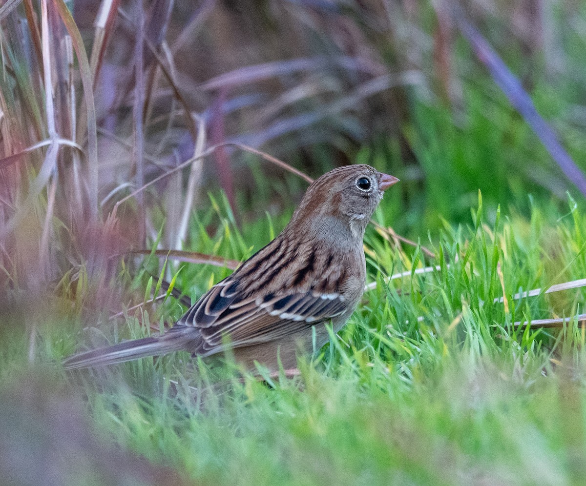 Field Sparrow - ML644467950