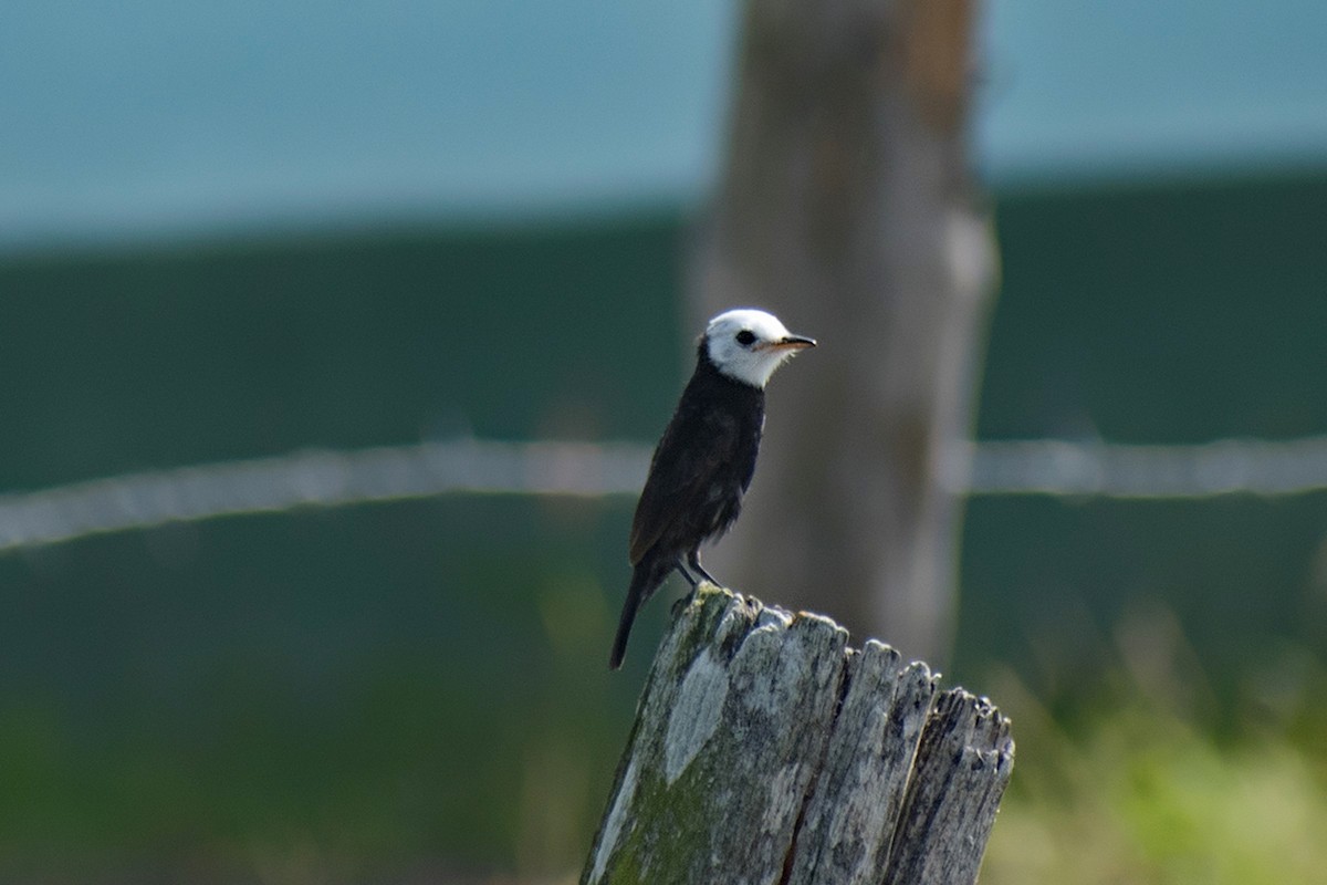 シロガシラタイランチョウ - ML644467956