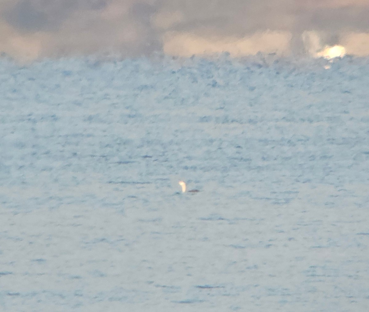 צוללן אדום-גרון - ML644467959