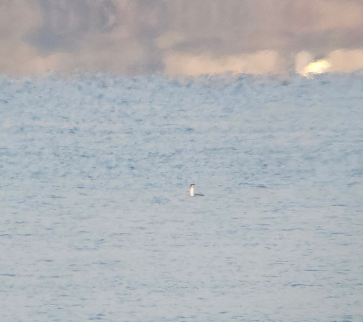 צוללן אדום-גרון - ML644467961