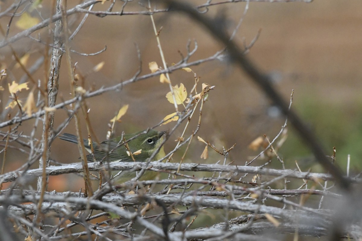 Black-throated Blue Warbler - ML644467964