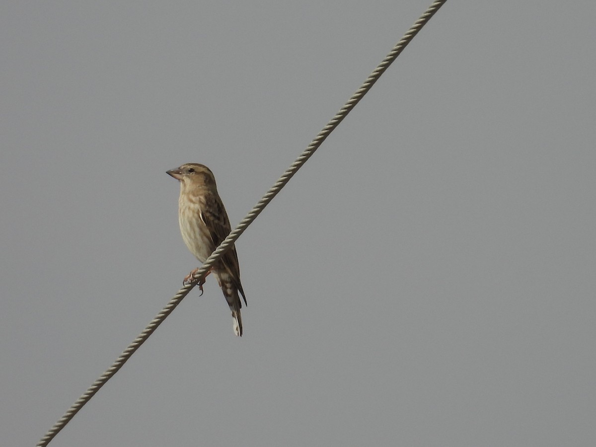 Steinsperling - ML644467970