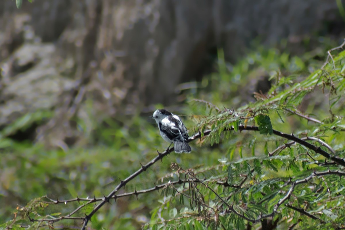 Pied Water-Tyrant - ML644467972