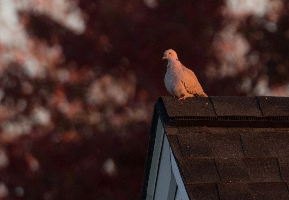 tyrkerdue - ML644467984