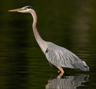 Great Blue Heron - ML644467985