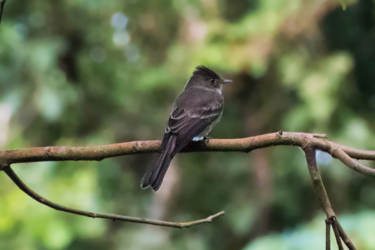 Northern Tropical Pewee - ML644468013