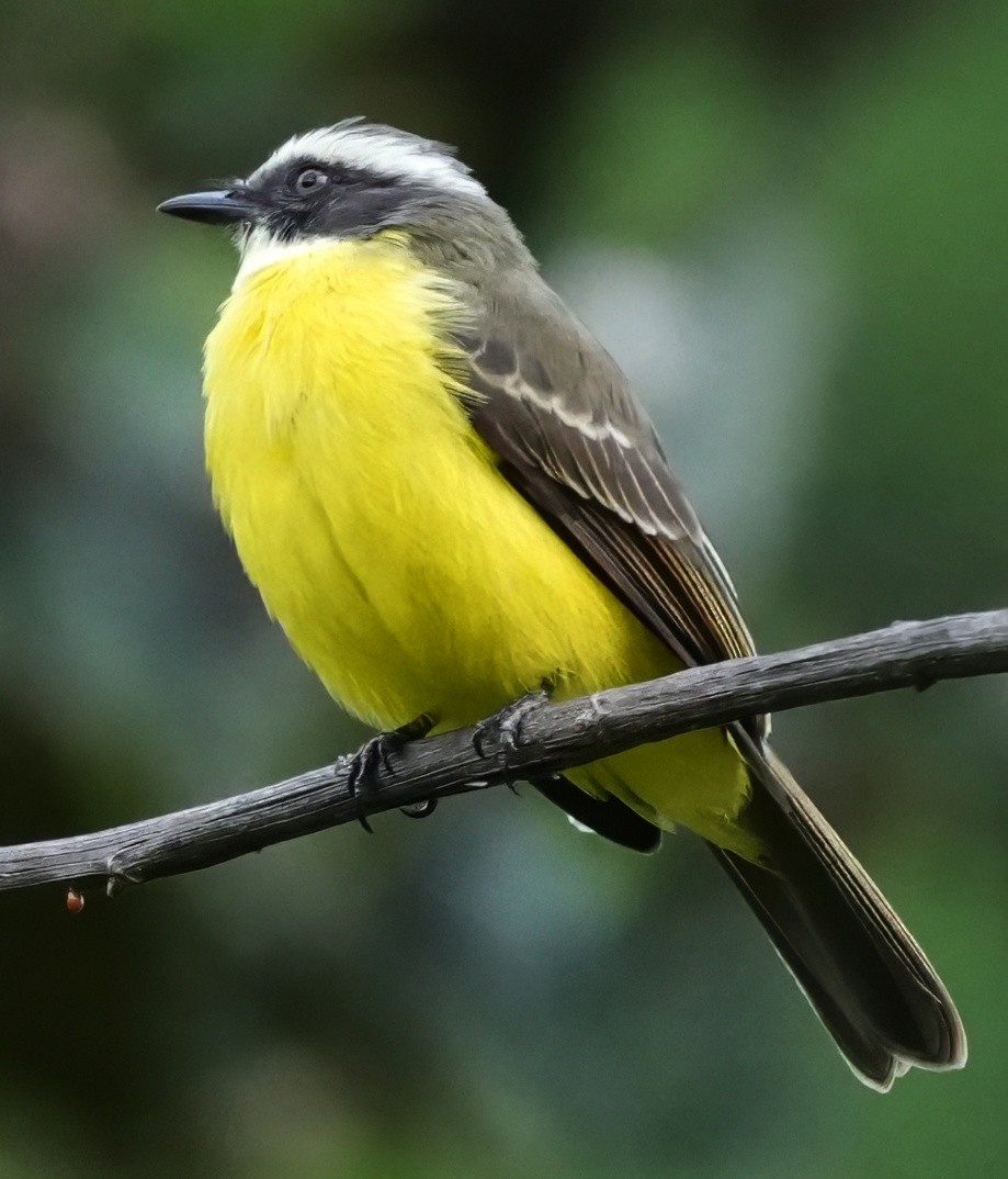 Sosyal Tiran - ML644468015