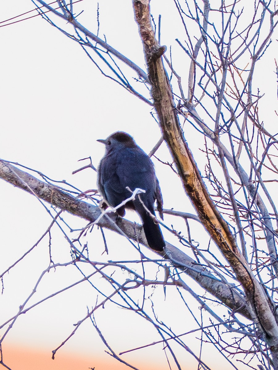 Gray Catbird - ML644468018